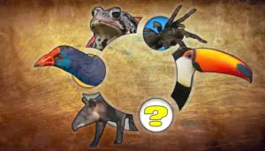 The Game Begins: Speculating on the Codename for Ubuntu 27.04